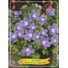 Geranium hymeleyense BABY BLUE