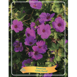 Geranium LITTLE DAVID