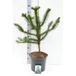 Čilinė araukarija - Araucaria araucana