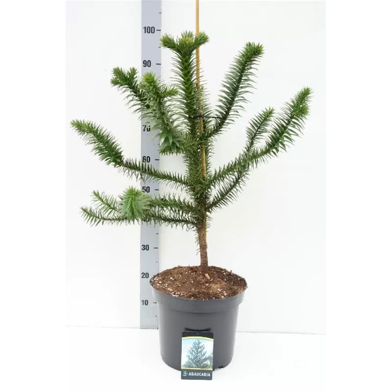 Čilinė araukarija - Araucaria araucana