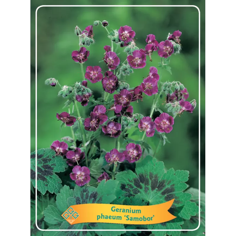 Snaputis - Geranium sanguineum SAMOBOR