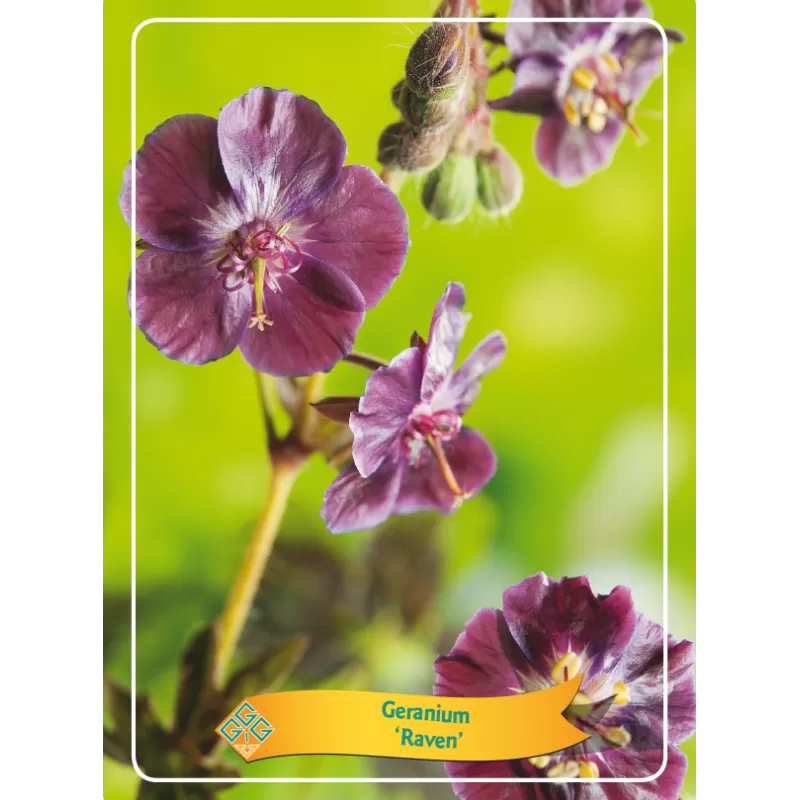Geranium RAVEN
