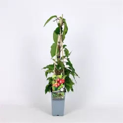 Smailialapė aktinidija Ananasnaya su pristatymu į namus