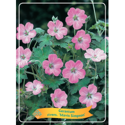 Snaputis - Geranium sanguineum MAVIS SIMPSON