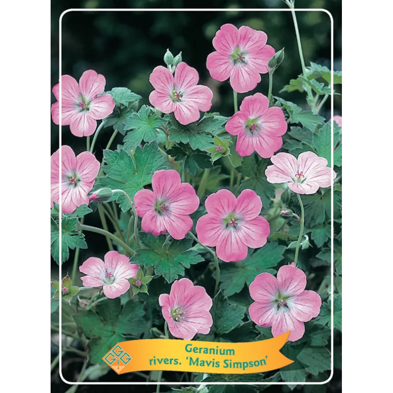 Geranium MAVIS SIMPSON