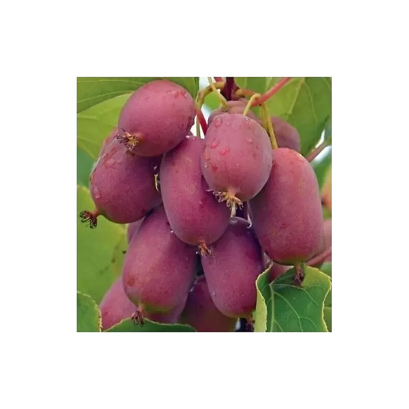 Smailialapė aktinidija Ananasnaya su pristatymu į namus