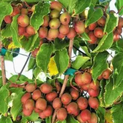 Smailialapė aktinidija Ananasnaya su pristatymu į namus