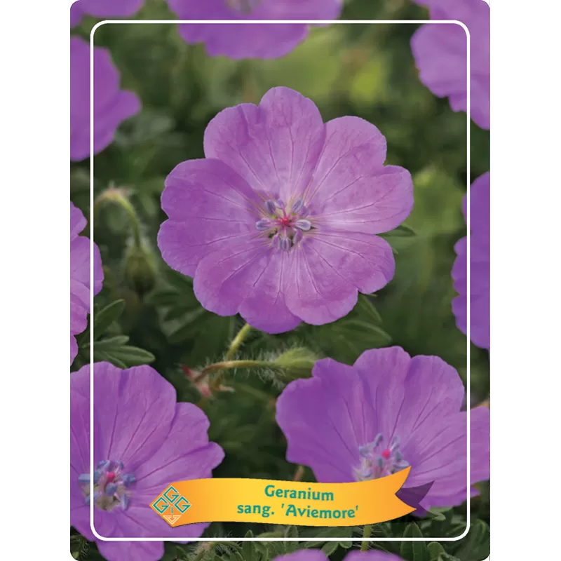 Snaputis - Geranium sanguineum AVIEMORE