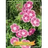 Geranium sanguineum ELKIE