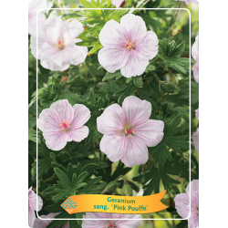 Geranium sanguineum PINK POUFFE