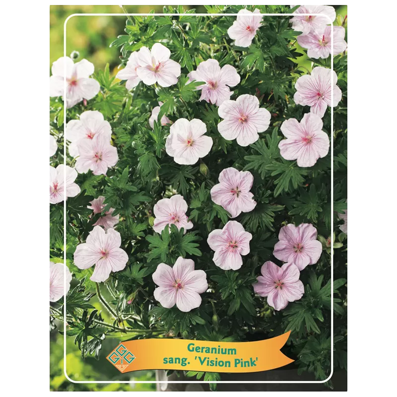Geranium sanguineum VISION PINK