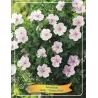 Geranium sanguineum VISION PINK