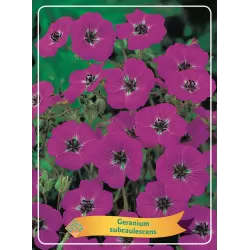 Snaputis - Geranium Subcaulescens