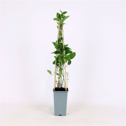 Aukštoji šilauogė - Vaccinium corymbosum 'Hannah's Choice' P9 15-20 CM