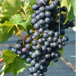 Šalčiui atsparūs vynmedžiai