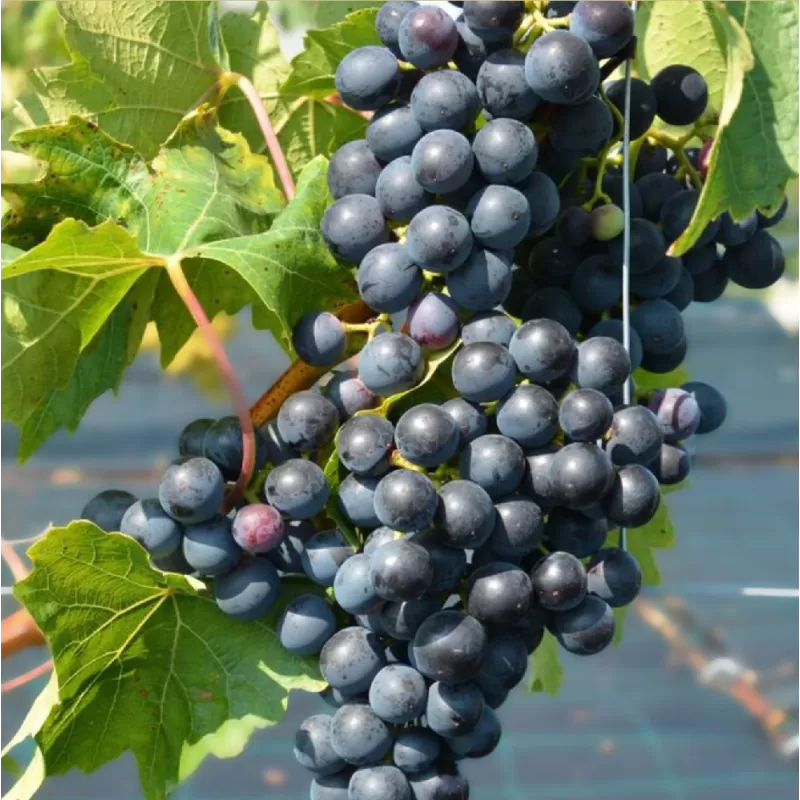 Šalčiui atsparūs vynmedžiai