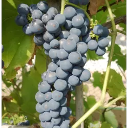 Šalčiui atsparūs vynmedžiai