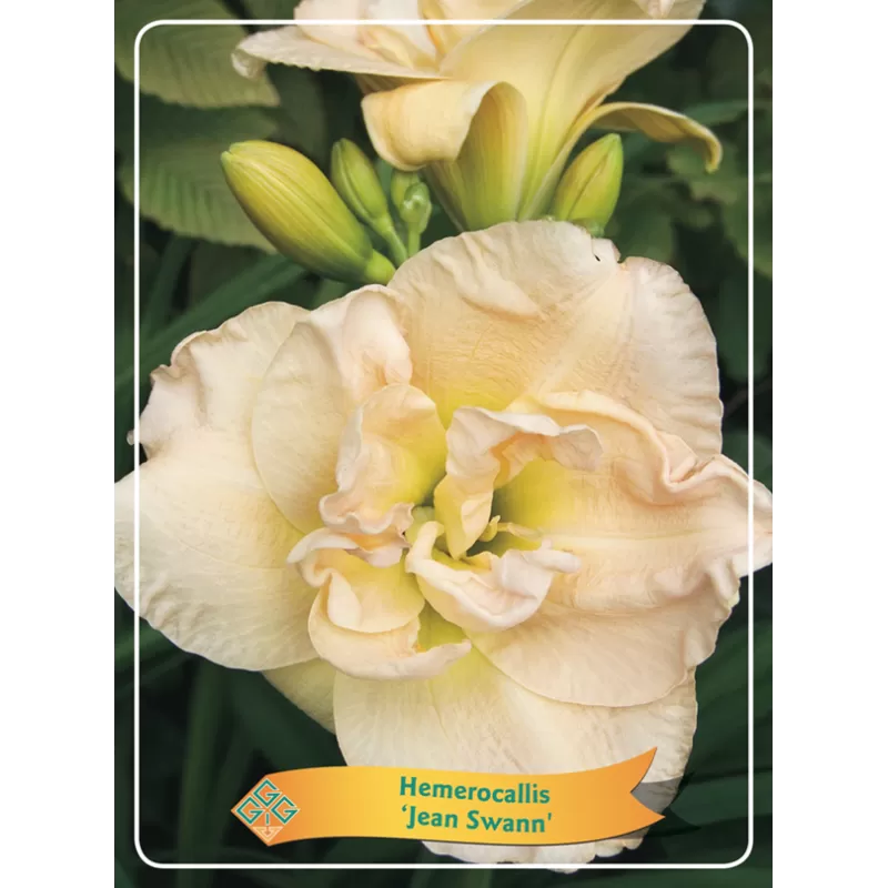 Viendienė - Hemerocallis JEAN SWANN