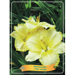 Hemerocallis VILLA VANILLA