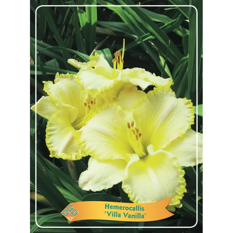 Hemerocallis VILLA VANILLA