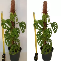 Adansono monstera - Monstera adansonii MONKEY LEAF