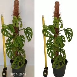 Adansono monstera - Monstera adansonii MONKEY LEAF