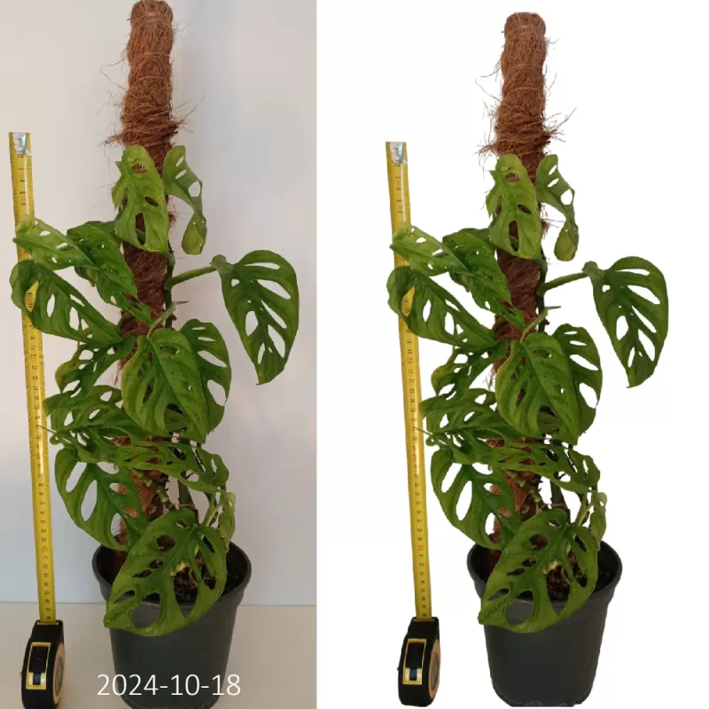 Adansono monstera - Monstera adansonii MONKEY LEAF