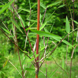Bambukaitis - Fargesia jiuzhaigou GENF