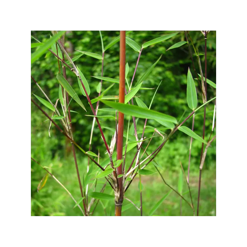 Bambukaitis - Fargesia jiuzhaigou GENF