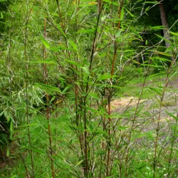 Bambukaitis - Fargesia jiuzhaigou GENF