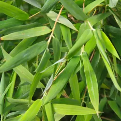 Bambukaitis - Fargesia jiuzhaigou GENF