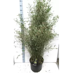 Bambukaitis - Fargesia jiuzhaigou GENF