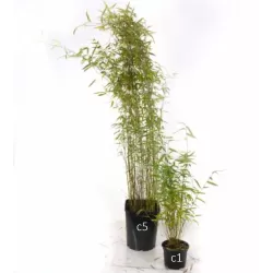 Bambukaitis - Fargesia jiuzhaigou GENF