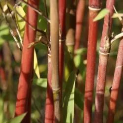 Bambukaitis - Fargesia jiuzhaigou GENF