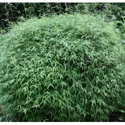 Bambukaitis - Fargesia jiuzhaigou GENF