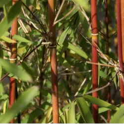 Bambukaitis - Fargesia jiuzhaigou GENF