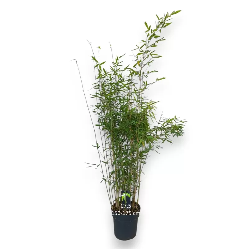 Blizgantysis bambukaitis - Fargesia nitida BLACK PEARL