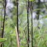 Blizgantysis bambukaitis - Fargesia nitida BLACK PEARL
