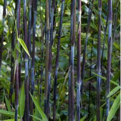 Blizgantysis bambukaitis - Fargesia nitida BLACK PEARL