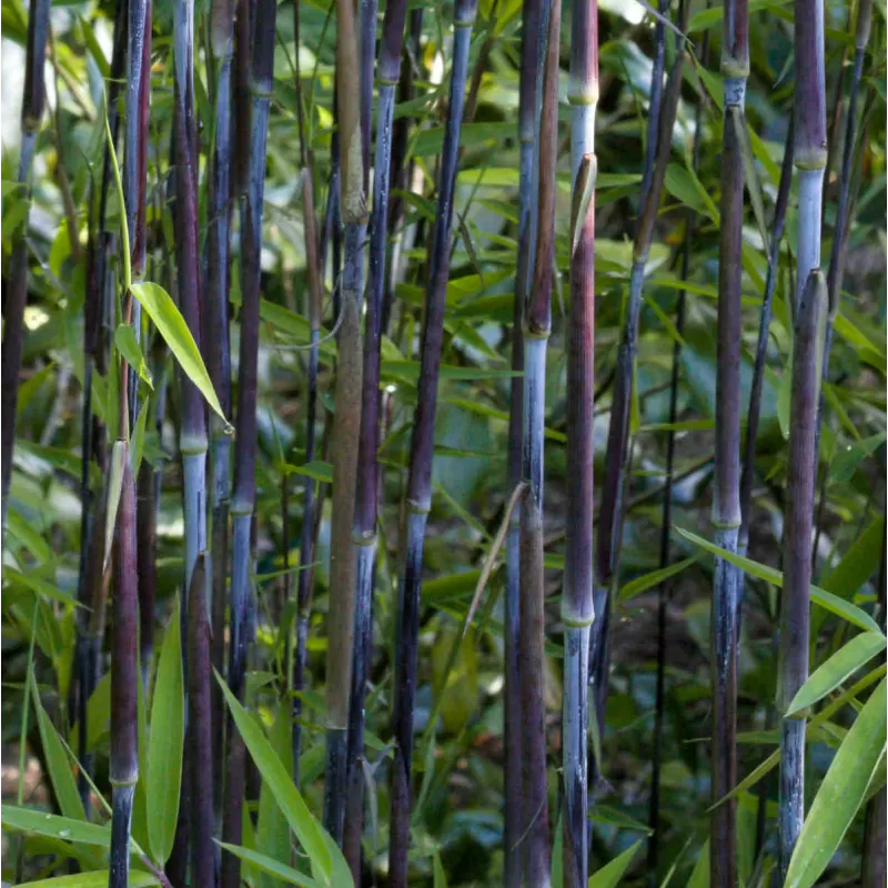 Blizgantysis bambukaitis - Fargesia nitida BLACK PEARL