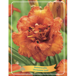 Hemerocallis AWESOME LUCK