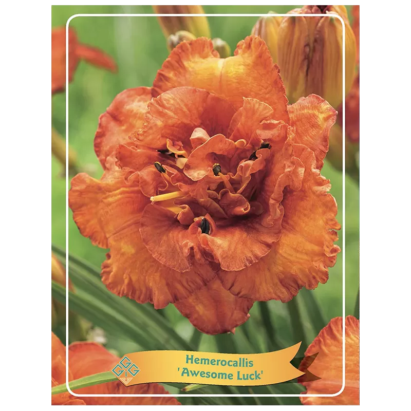 Hemerocallis AWESOME LUCK