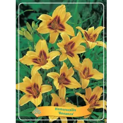 Viendienė - Hemerocallis Bonanza