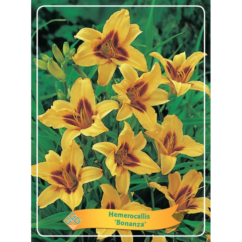 Hemerocallis Bonanza