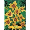 Hemerocallis Bonanza