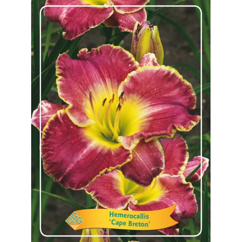 Viendienė - Hemerocallis CAPE BRETON