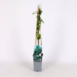 Paprastasis apynys - Humulus lupulus Hallertauer MAGNUM