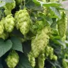 Paprastasis apynys - Humulus lupulus Hallertauer MAGNUM