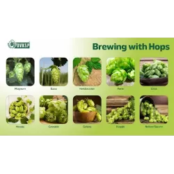 Paprastasis apynys - Humulus lupulus Hallertauer MAGNUM