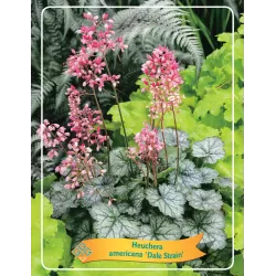 Alūnė - Heuchera DALE STRAIN